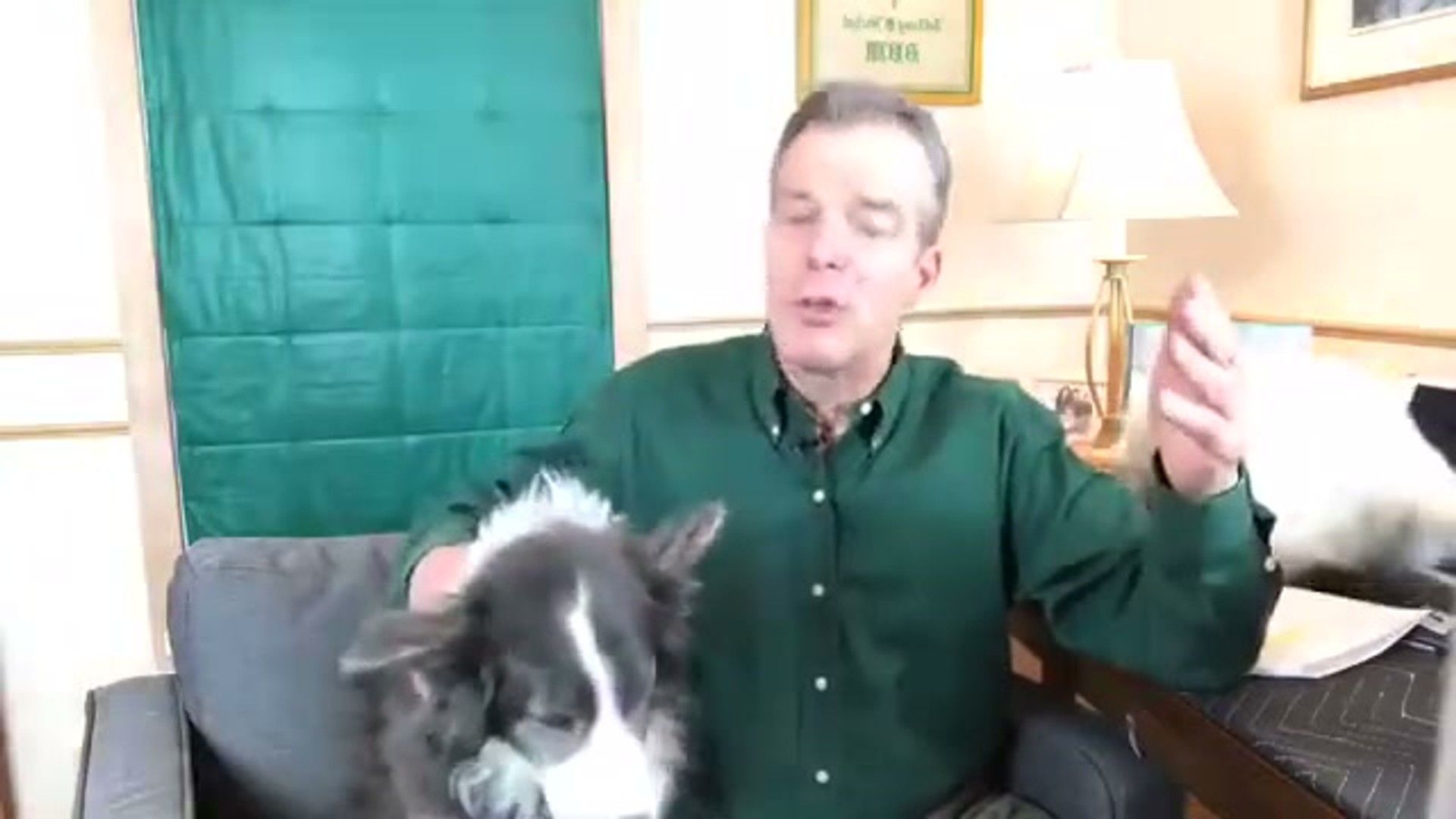 Separation Anxiety in Dogs: Evidence-Based Treatment Guide — veterinary expert overview and key facts