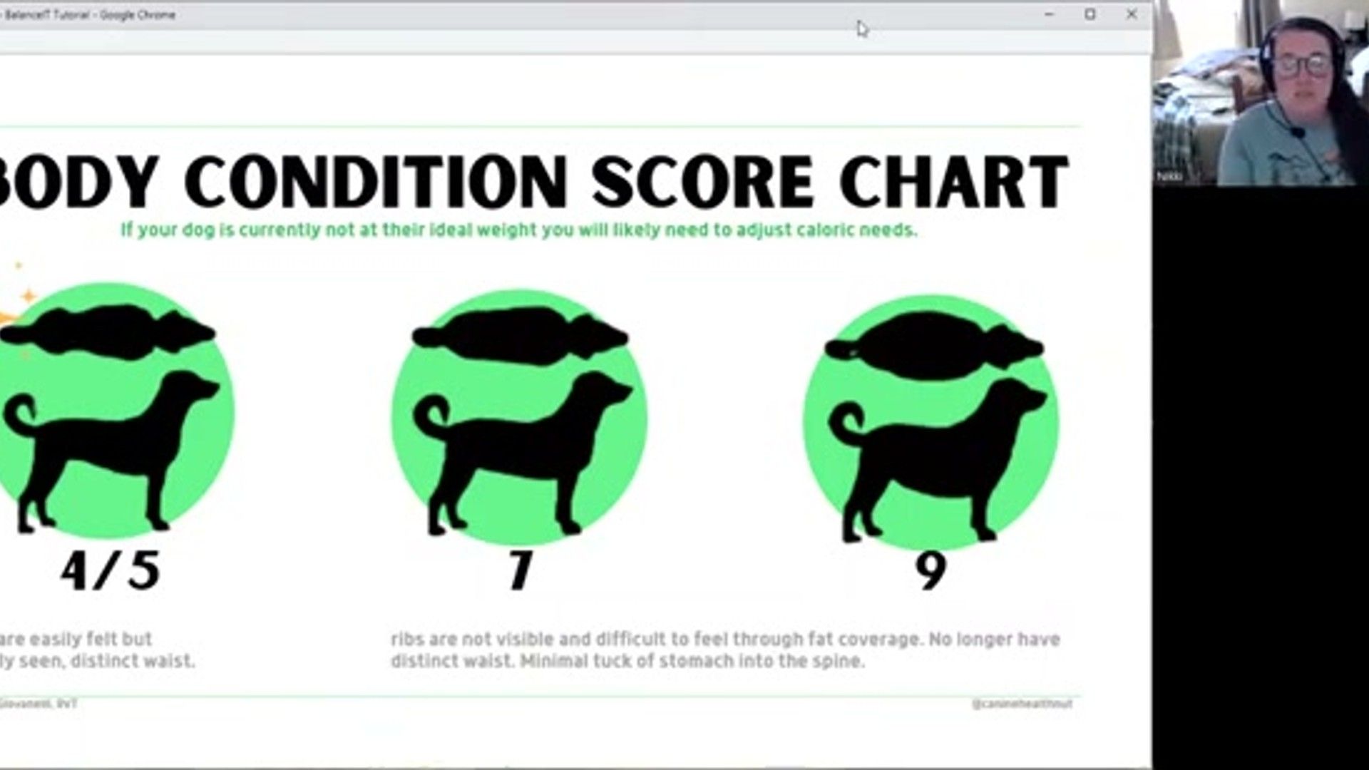 Cooking for Dogs at Home: Essential Nutrient Balancing — comprehensive veterinary guide